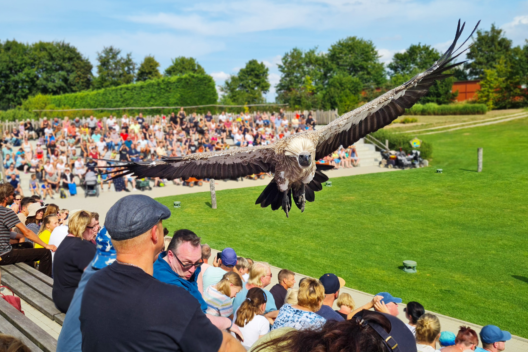 Ein Weißrückengeier in der Flugshow