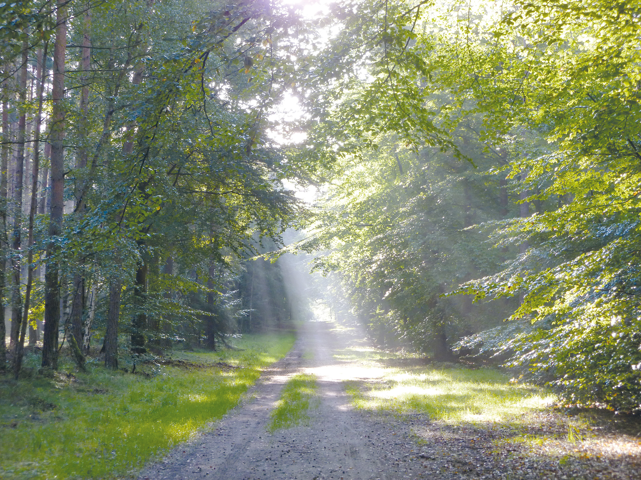 Morgendliche Sinneswanderung