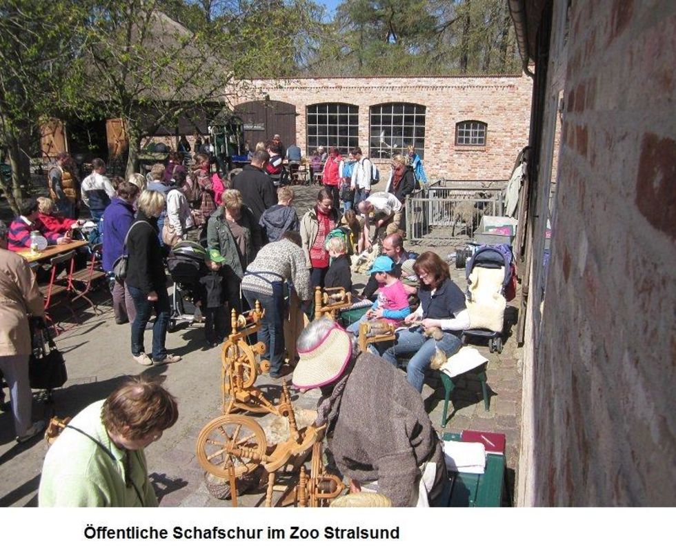Öffentliche Schafschur im Zoo Stralsund