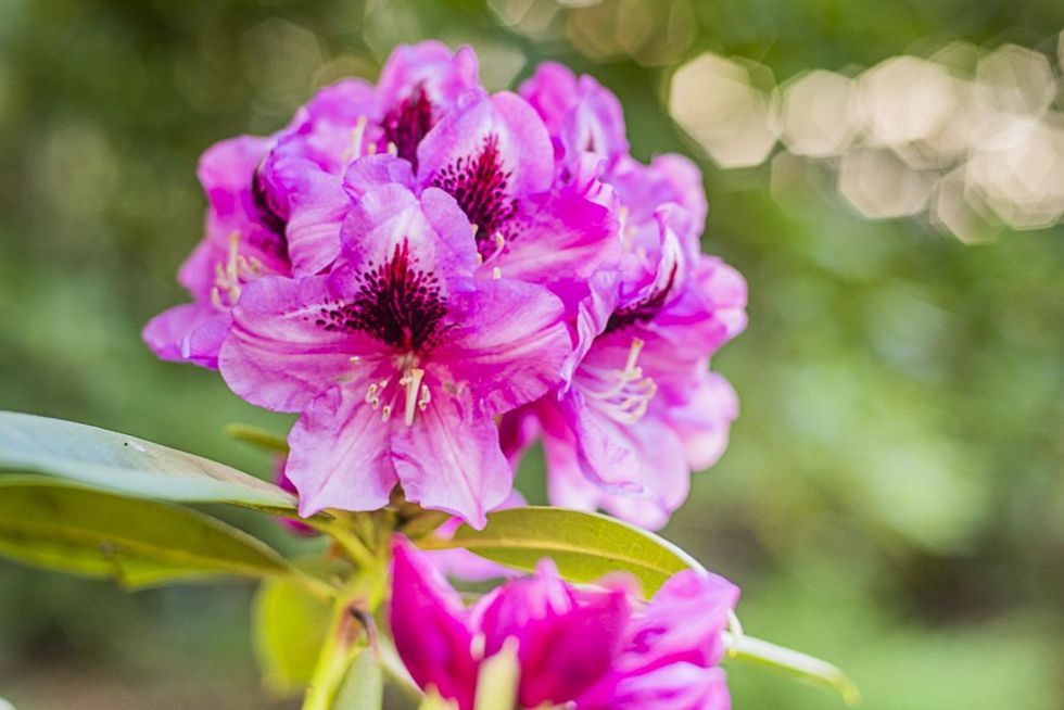 Rhododendron Park Festival | A feast for the senses: flower magic, cultural enjoyment & market hustle and bustle.