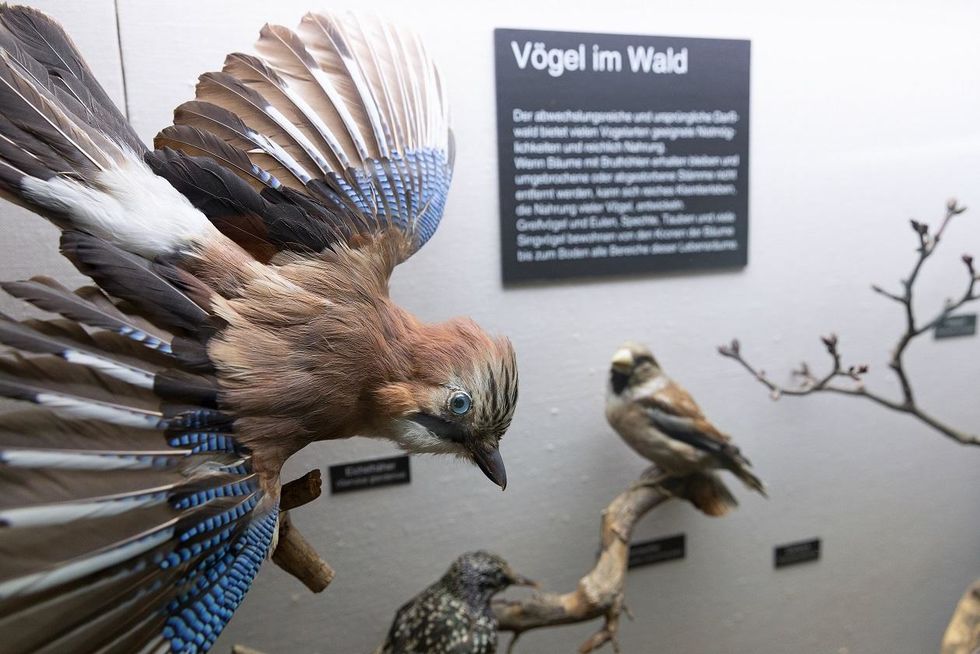 Ausstellungsteil "Vögel im Wald" im NATUREUM Darßer Ort