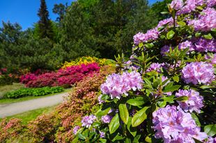 Rhododendronpark